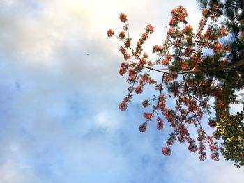 Low angle view of flowering tree against sky