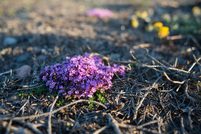 Close-up of purple flowers blooming in field