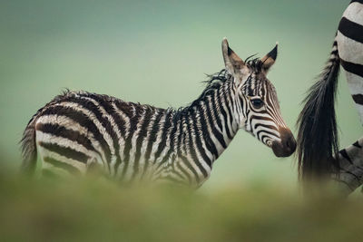 Close-up of zebra with foal in forest