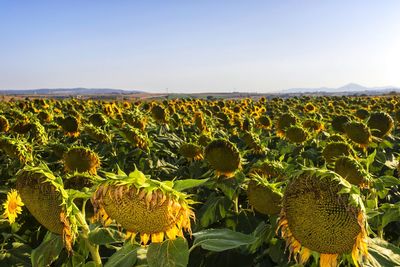 Scenic view of sunflower field against sky