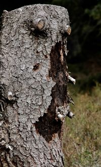 Close-up of lizard on tree trunk