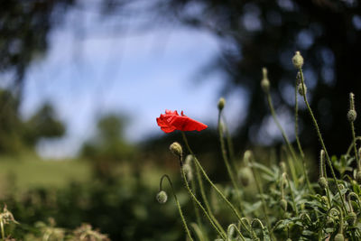 Close-up of red flower