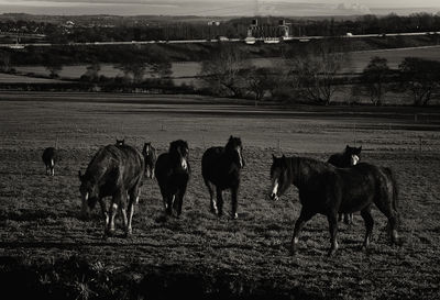 Horses grazing in a field