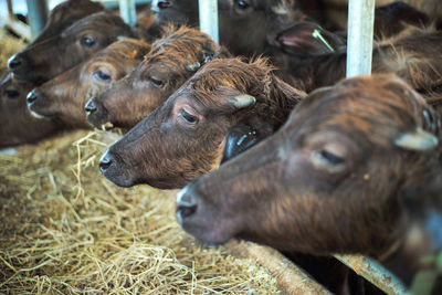 Selective focus on head of diary cows in farm