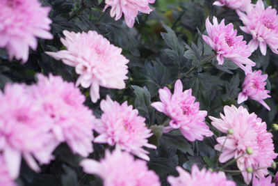 High angle view of pink flowering plants