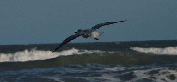 Seagulls flying over sea