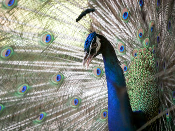 Close-up of peacock