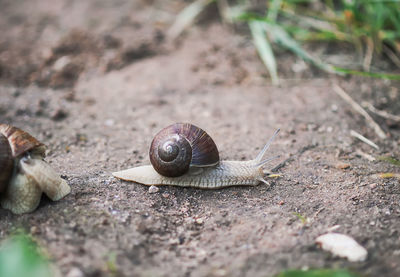 Helix pomatia, roman snail crowling outdoors in summer park