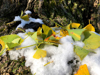 High angle view of plants during winter