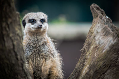 Close-up of meerkat by tree trunk
