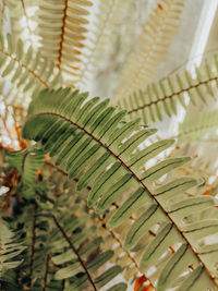 Close-up of fern leaves