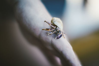 Close-up of spider