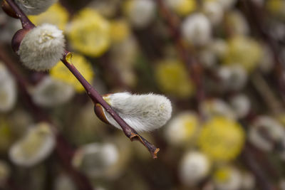 Close-up of white flower