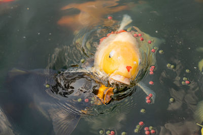 High angle view of koi carps swimming in lake