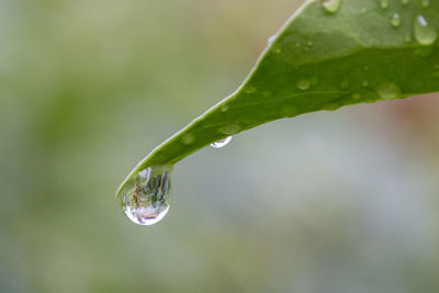 Close-up of raindrops on leaf