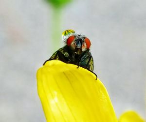 Low angle view of insect perching on yellow leaf