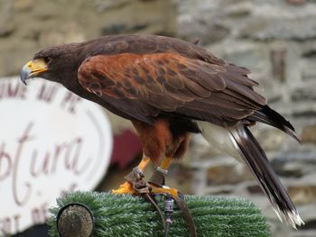 Close-up of bird