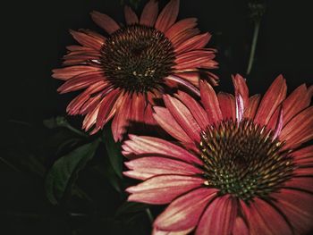 Close-up of red flower