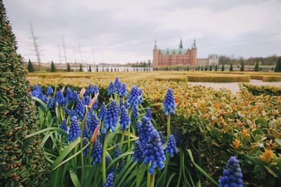 Purple flowering plants on field against sky