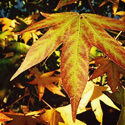 Close-up of leaves