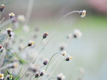 Close-up of flowering plant