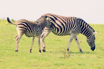 Zebras grazing on grassy field