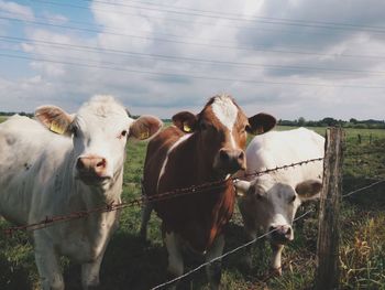 Cows standing on field against sky