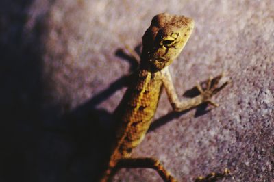 Close-up of plant