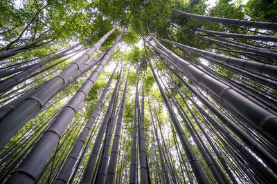 Low angle view of bamboo trees in forest