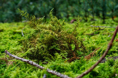 Close-up of plants growing on field