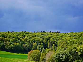 Plants growing on field against sky