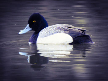 Duck swimming in lake