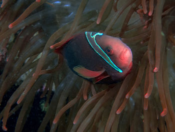 Close-up of fish swimming in sea