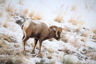 View of sheep on snow covered land