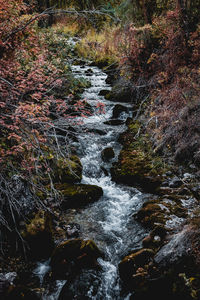 Stream flowing through rocks in forest