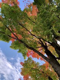 Low angle view of tree against sky during autumn