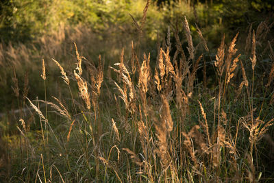 Plants in sunlight