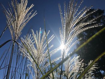 Low angle view of plants against sky during winter