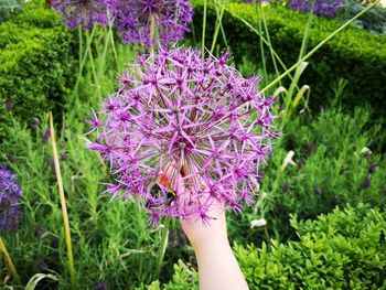 Cropped hand of woman holding purple flowering plants