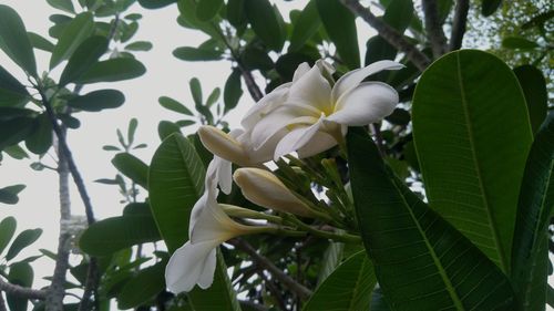 Close-up of white flowers blooming on tree
