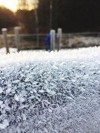 Close-up of snow on tree