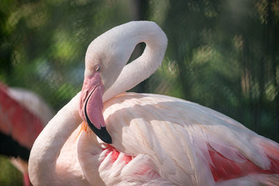 Closeup portrait of a greater flamingo. chonburi, thailand