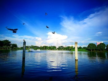 Birds flying over lake against blue sky