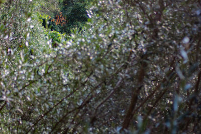 Full frame shot of flowering plants