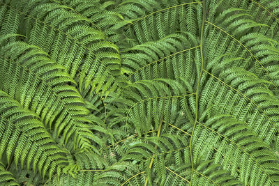 Full frame shot of fern