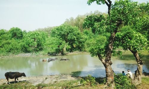 River with trees in background