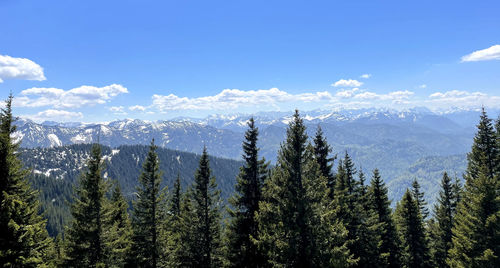 Panoramic view of pine trees against sky