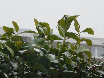 Close-up of green plant with flowers