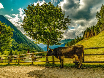 View of a horse on field