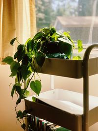 Potted plant on table